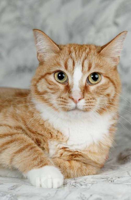 Кошки в Москве: Встречайте – Шани, ваша будущая карамелька счастья! Девочка, 1 руб. - фото 3