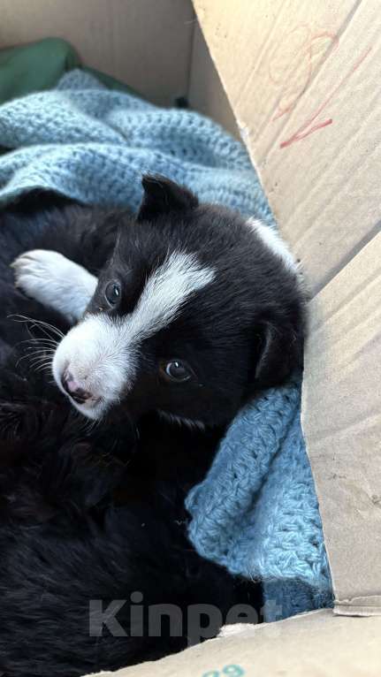 Собаки в Челябинске: Щенки в добрые руки Девочка, Бесплатно - фото 7