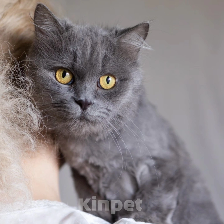 Кошки в Москве: Спасите Женеву из бабкиной квартиры Девочка, Бесплатно - фото 4