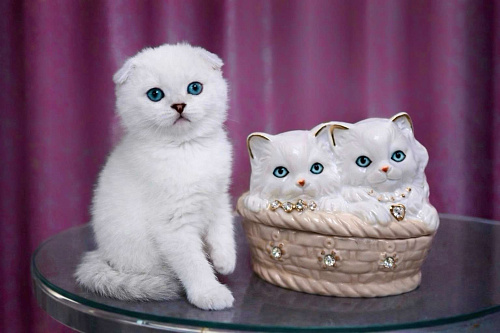 Девочка скоттиш фолд голубоглазка