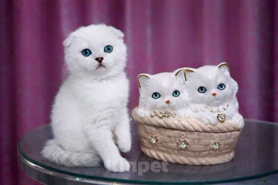 Кошки в Миассе: Девочка скоттиш фолд голубоглазка Девочка, 25 000 руб. - фото 1