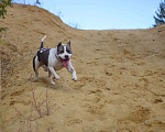 Собаки в Мытищах: Американский Стаффордширский Терьер Мальчик, Бесплатно - фото 3