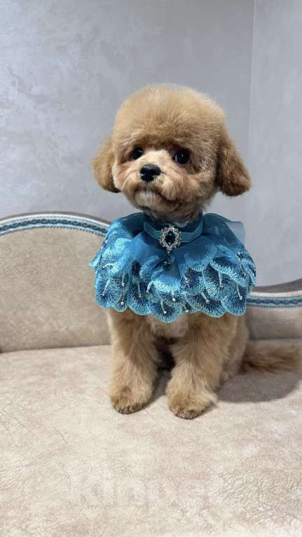 Собаки в Москве: Продается щенок Мальтипу мальчик Мальчик, 60 000 руб. - фото 4