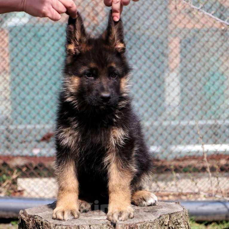 Собаки в Таганроге: Щенок немецкой овчарки Мальчик, Бесплатно - фото 2