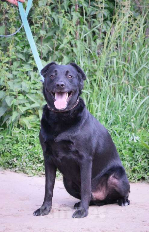 Собаки в Москве: Агату нужен дом  Мальчик, Бесплатно - фото 2