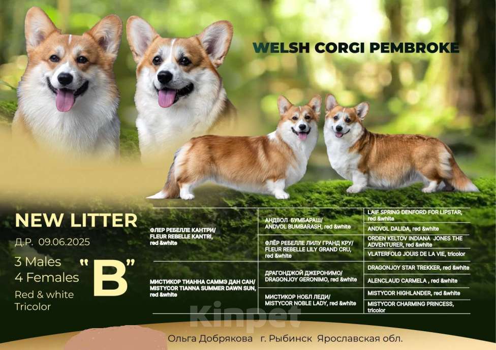 Собаки в Рыбинске: Продаю щенков вельш корги пемброк Девочка, Бесплатно - фото 2