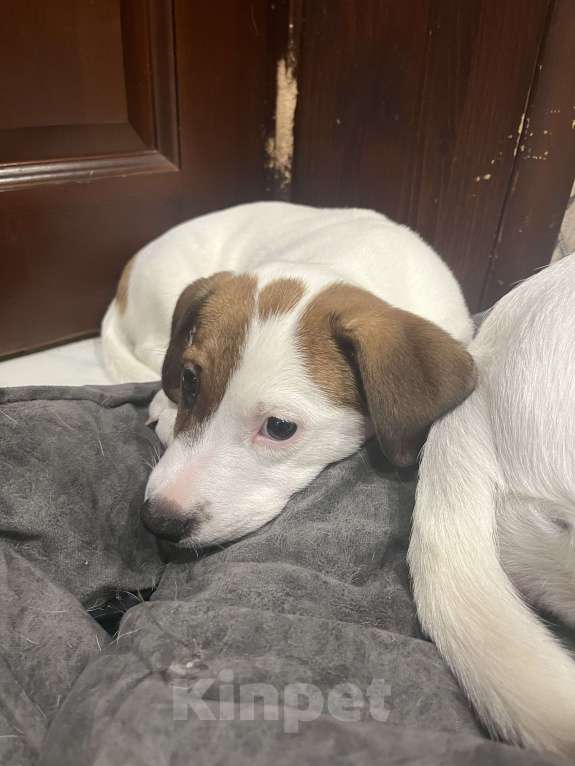 Собаки в Рязани: Мишель  Девочка, 25 000 руб. - фото 3