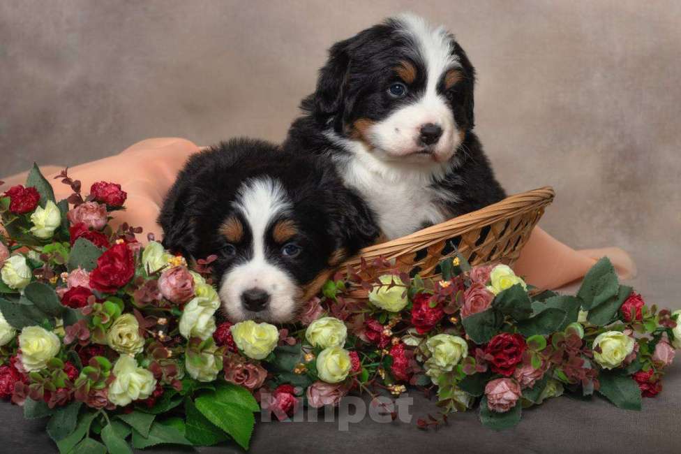 Собаки в Домодедово: Щенки бернский зенненхунд девочки Девочка, Бесплатно - фото 4