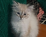 Кошки в Севастополе: Невский Маскарадный котенок Девочка, Бесплатно - фото 2