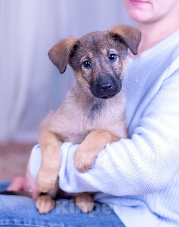 Собаки в Ногинске: Триша - щенок в добрые руки Девочка, Бесплатно - фото 1