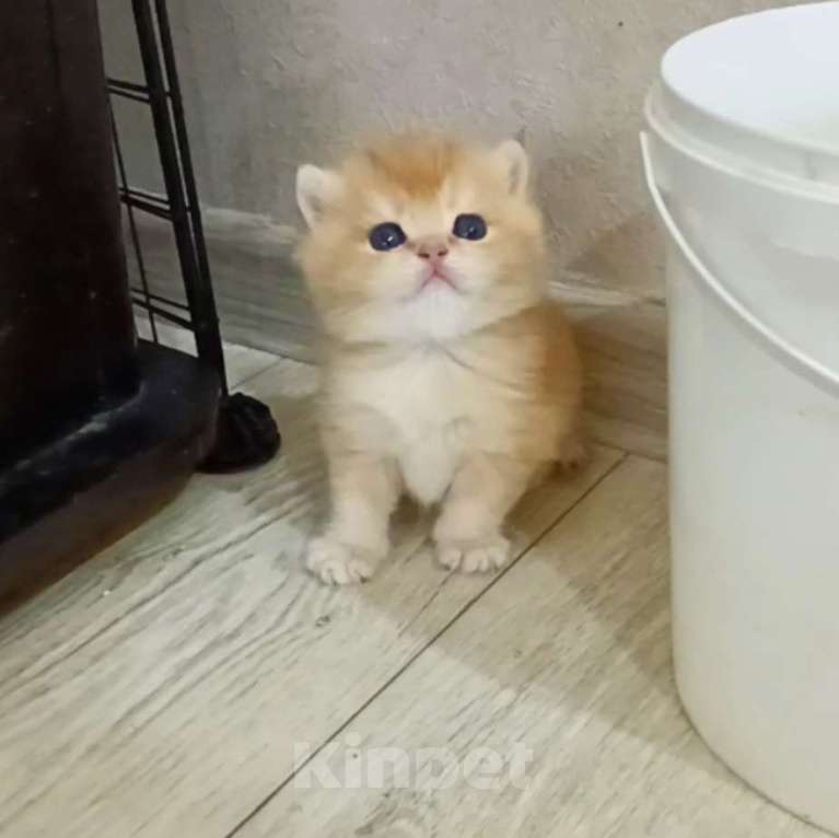 Кошки в Новосибирске: Британские котята золотая шиншилла  Девочка, 25 000 руб. - фото 5