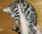 Кошки в Санкт-Петербурге: Бенгальские котята клубные Девочка, 27 000 руб. - фото 2