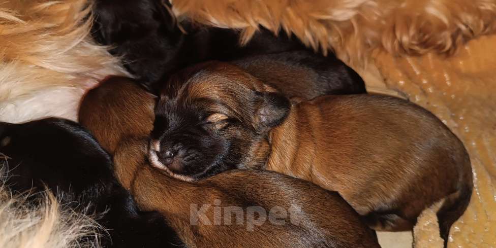 Собаки в Москве: Тибетский терьер щенки Разнополые, 75 000 руб. - фото 3