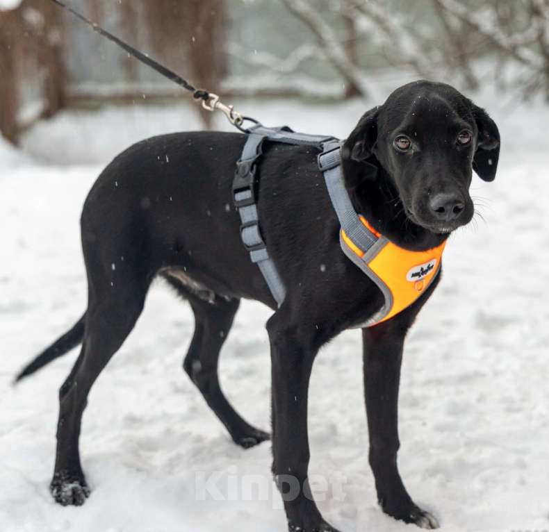 Собаки в Химках: Ищем дом изящному Лорду Мальчик, Бесплатно - фото 1