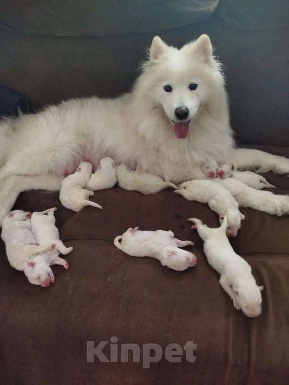 Собаки в Мур: Продажа щенков Разнополые, 25 000 руб. - фото 1