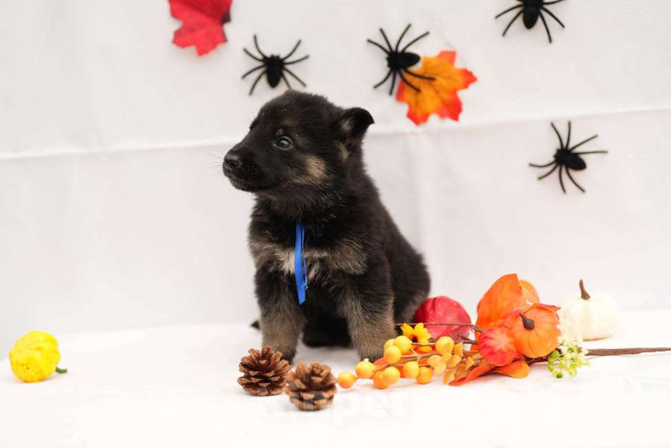 Собаки в других городах Московской области: Мальчик восточноевропейская овчарка с документами  Мальчик, 65 000 руб. - фото 6