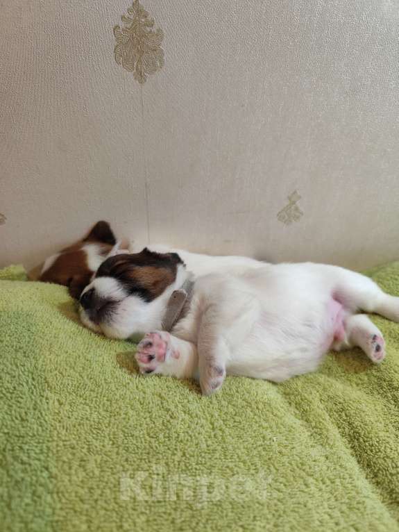 Собаки в Калининграде: Щенки джек рассел терьера Девочка, 60 000 руб. - фото 1