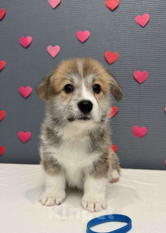 Собаки в Кургане: Щенок вельш корги пемброк, кобель Мальчик, 50 000 руб. - фото 2