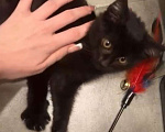 Кошки в Москве: Ищет дом котенок  Девочка, Бесплатно - фото 1