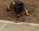 Собаки в Нерехте: Ждём на вязку, 1 руб. - фото 1