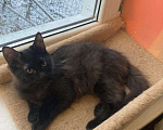 Кошки в Москве: Черный котенок Гоша в добрые руки Мальчик, 100 руб. - фото 2