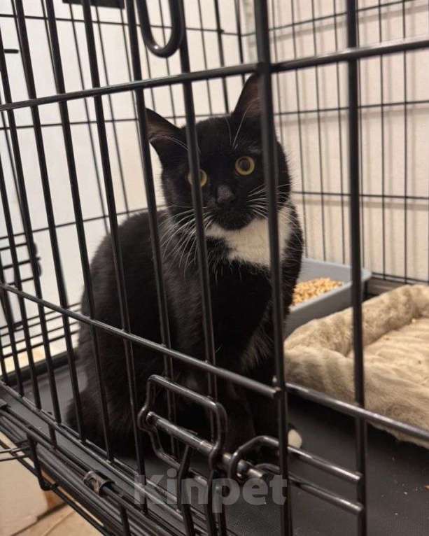 Кошки в Москве: Домашний котеночек в клетке. Семья, где же вы?  Девочка, Бесплатно - фото 3