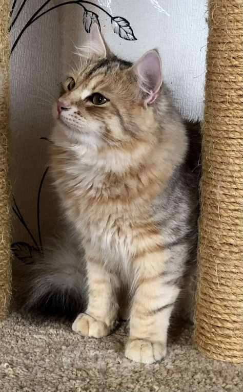 Кошки в Тюмени: Сибирский котёнок Мальчик, 35 000 руб. - фото 7