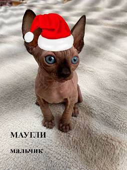 Продаю канадский сфинкс