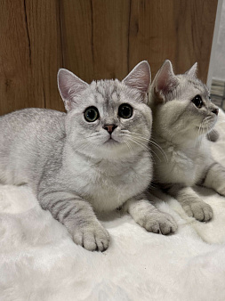Любимчик