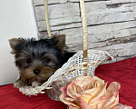 Собаки в Москве: Йорк мини мальчик РКФ Мальчик, 60 000 руб. - фото 5