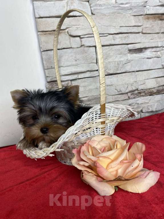 Собаки в Москве: Йорк мини мальчик РКФ Мальчик, 60 000 руб. - фото 5