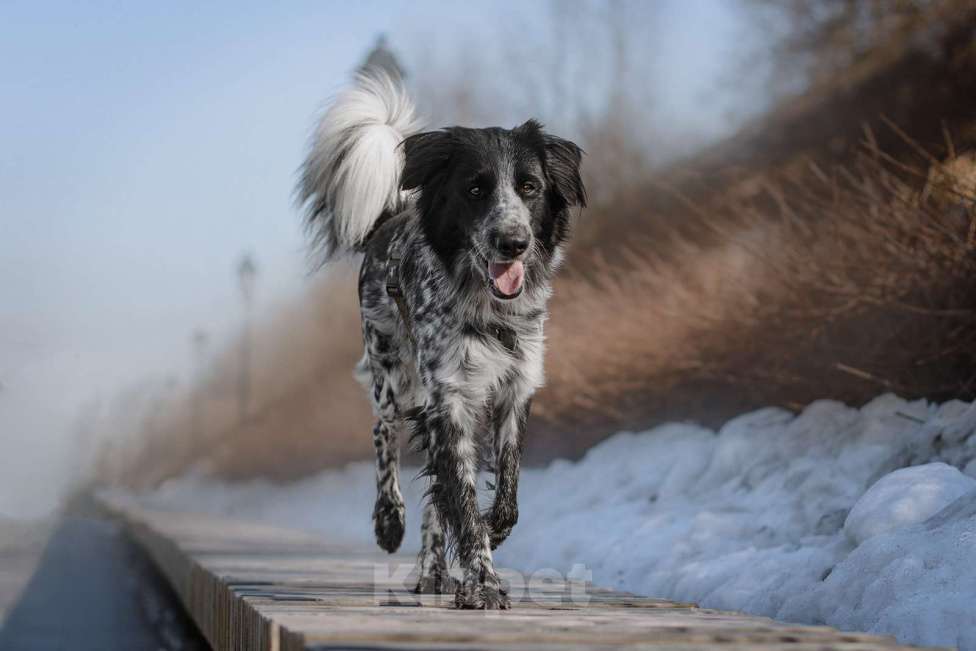Собаки в Москве: Бывшедомашний Атли ищет дом Мальчик, Бесплатно - фото 1