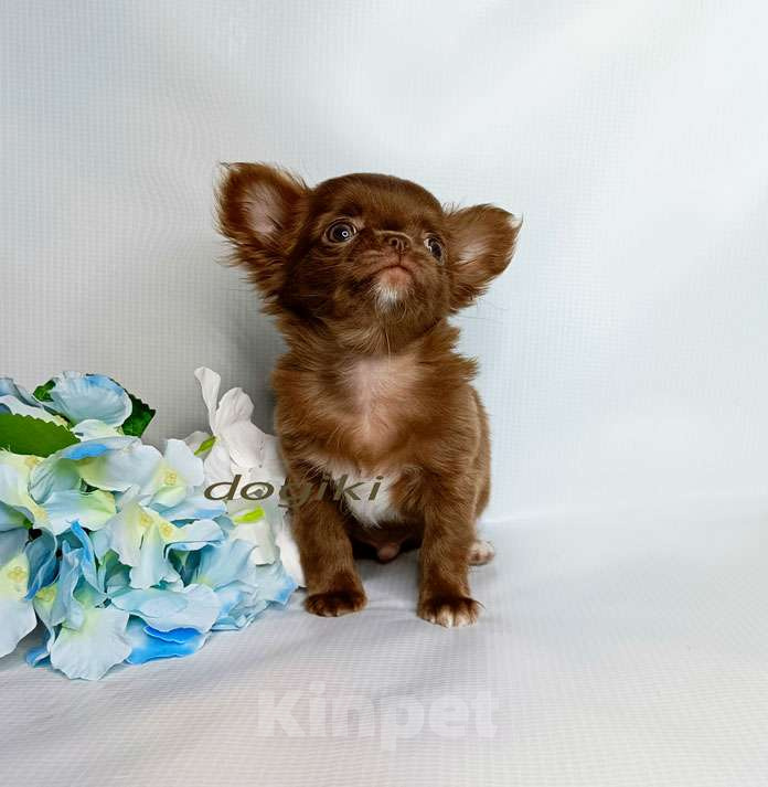 Собаки в Москве: Чихуахуа мальчик Мальчик, 35 000 руб. - фото 3