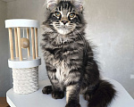 Кошки в Москве: Котенок мейн кун, котик Мальчик, 50 000 руб. - фото 4
