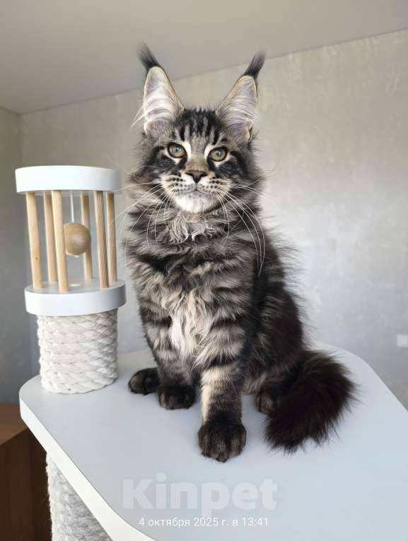 Кошки в Москве: Котенок мейн кун, котик Мальчик, 50 000 руб. - фото 4