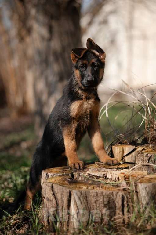 Собаки в Краснодаре: Щенки немецкой овчарки Разнополые, Бесплатно - фото 8