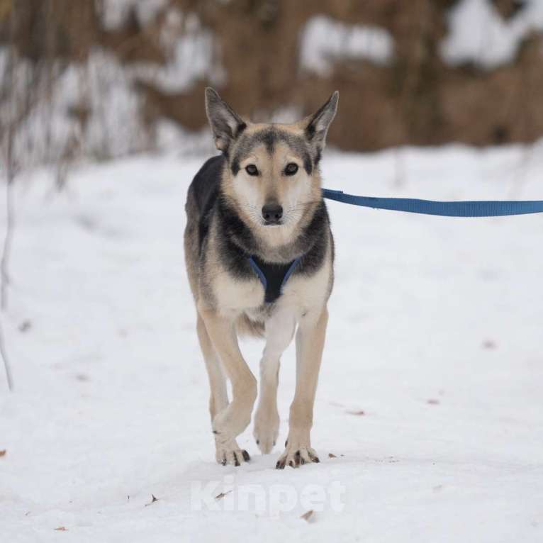 Собаки в Москве: Литен Девочка, Бесплатно - фото 2