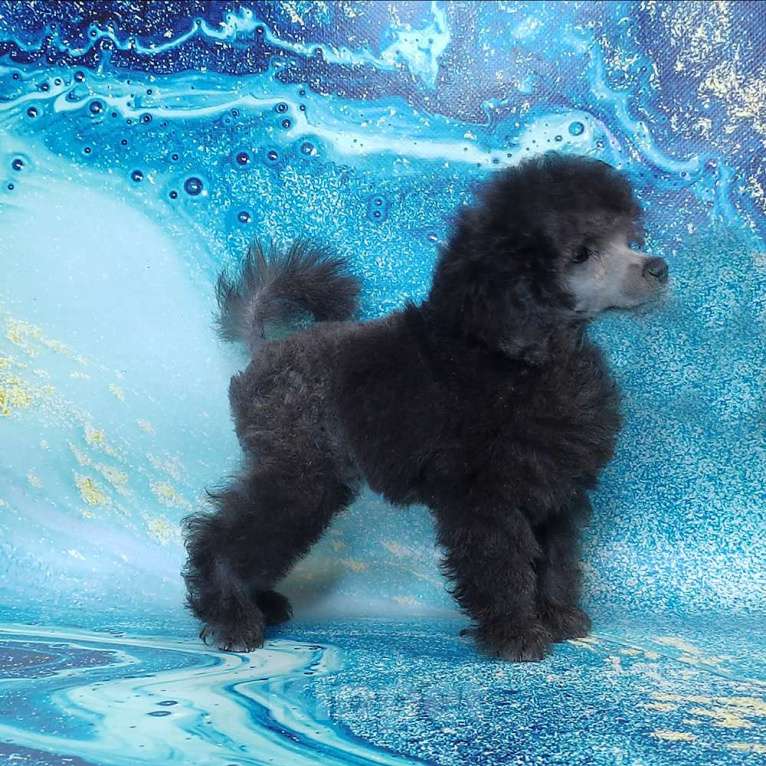 Собаки в Долгопрудном: Той пуделя щенок серый мальчик  ДЖЕНТЛИ БОРН   ИЛЬМИР  Мальчик, 120 000 руб. - фото 2