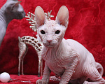 Кошки в Братске: Малыш донского сфинкса Мальчик, 40 000 руб. - фото 1