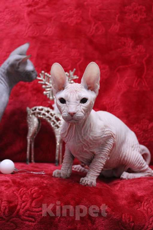 Кошки в Братске: Малыш донского сфинкса Мальчик, 40 000 руб. - фото 1