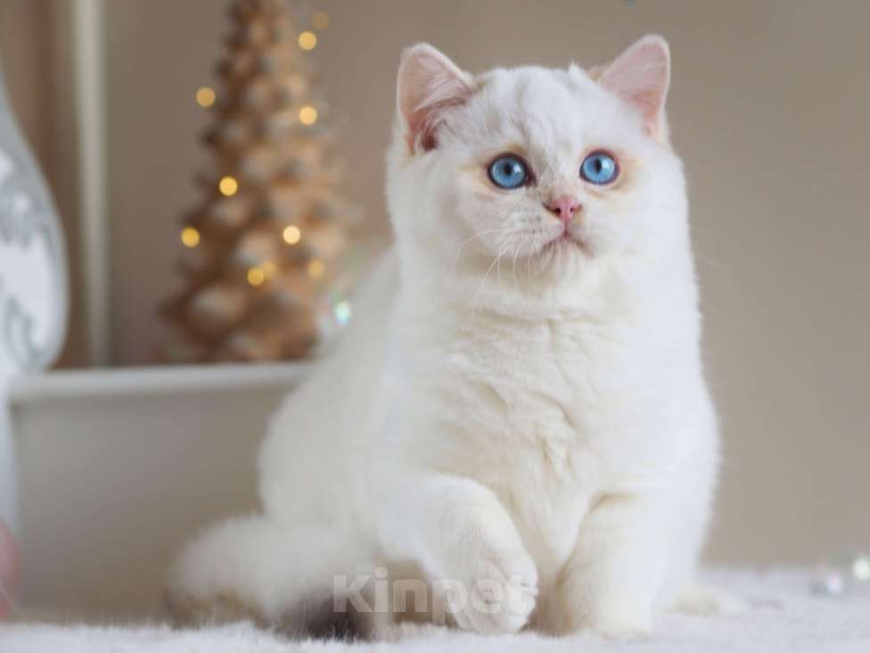 Кошки в Москве: Британский мальчик Фан-Фан Мальчик, 120 000 руб. - фото 2