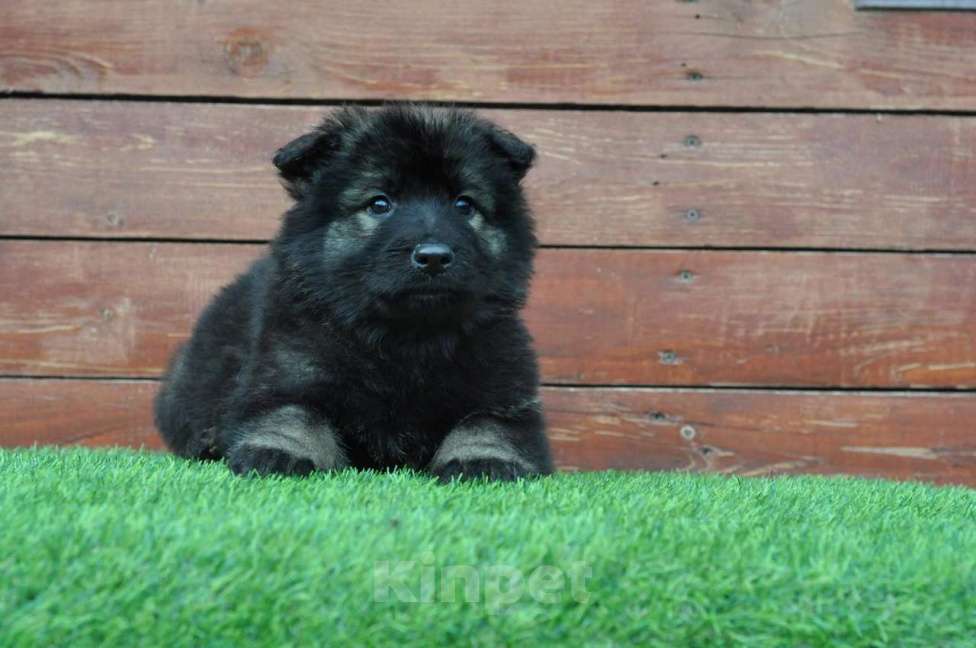 Собаки в Воронеже: Немецкая овчарка редкого зонарного окраса Мальчик, 70 000 руб. - фото 2