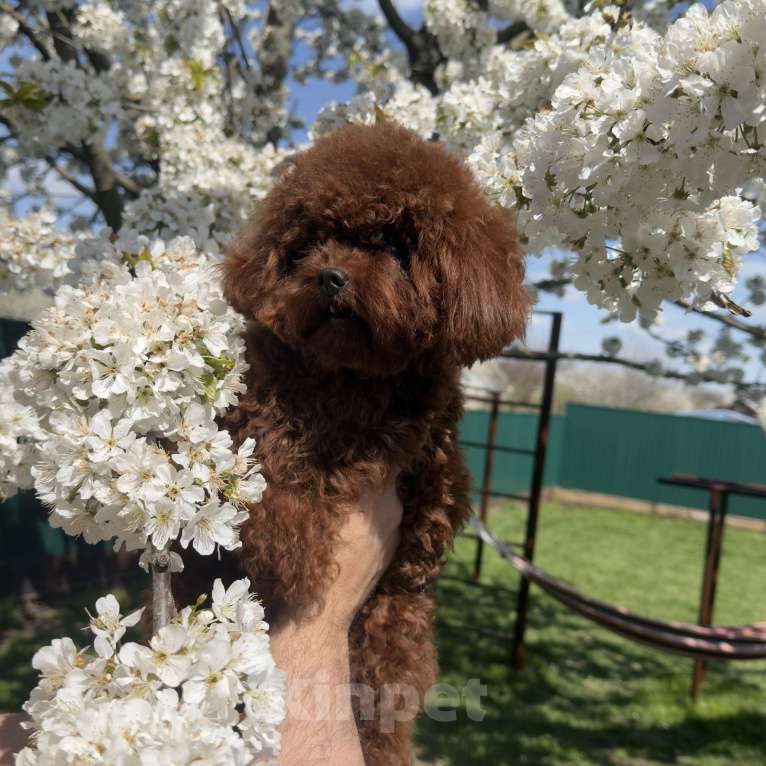 Собаки в Геленджике: Той пудель Девочка, 320 000 руб. - фото 4