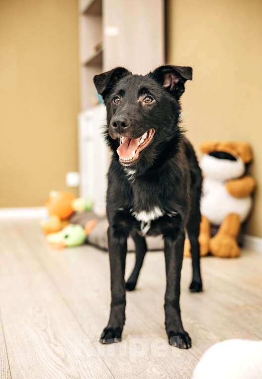 Собаки в Москве: Щенок бесплатно в Москве Девочка, Бесплатно - фото 8