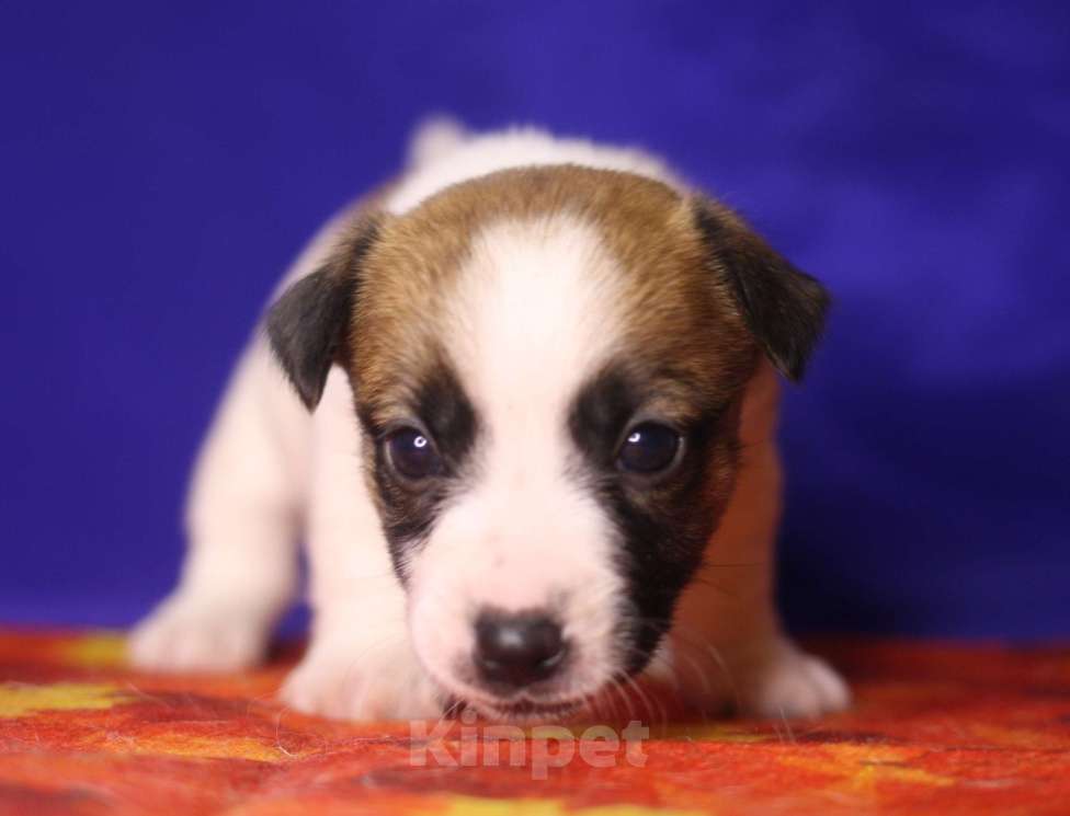 Собаки в Всеволожске: Щенок дрт девочка гладкая бело рыжая Девочка, 50 000 руб. - фото 4