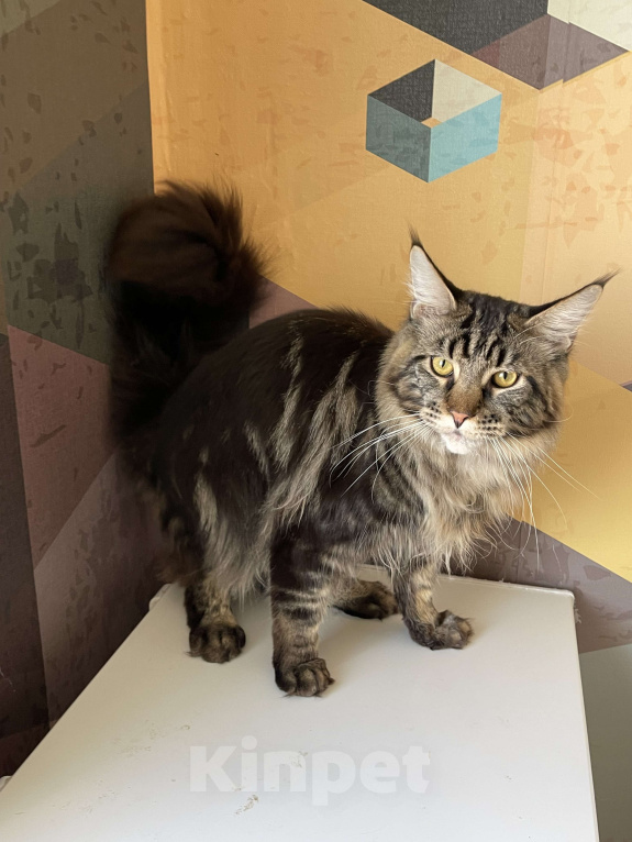 Кошки в Москве: Хичкок Мальчик, 80 000 руб. - фото 6