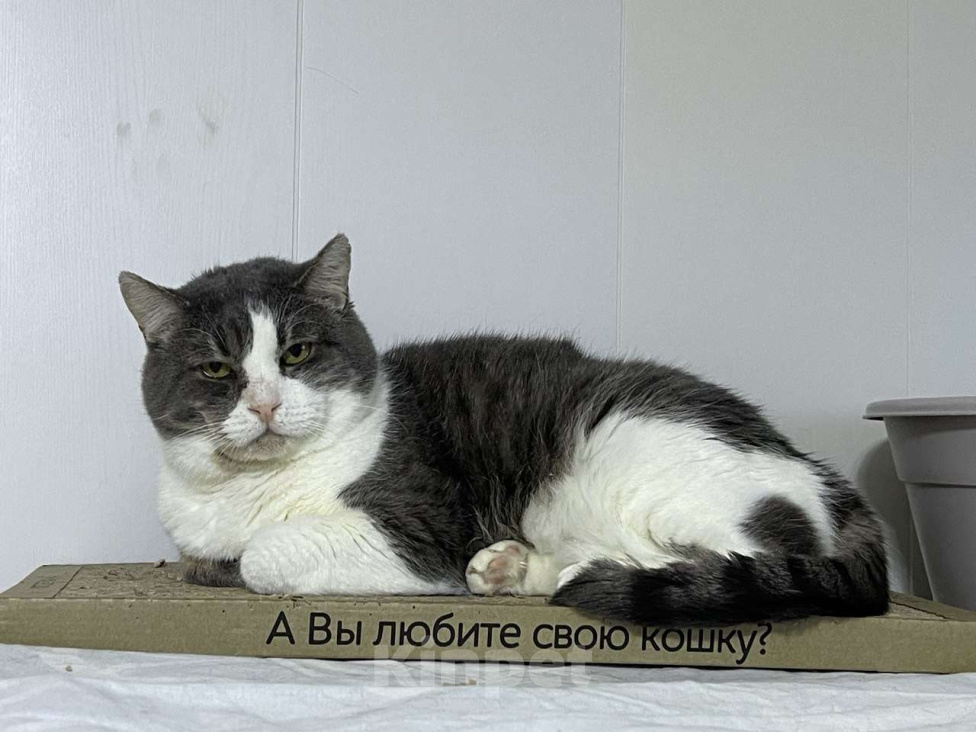 Кошки в Санкт-Петербурге: Серьезный кот ищет дом Мальчик, Бесплатно - фото 2