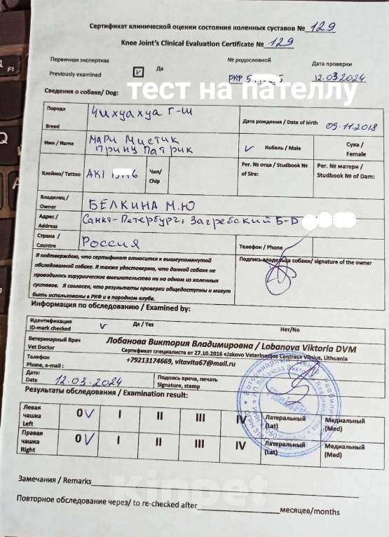 Собаки в Санкт-Петербурге: Зуллус чихуа кобби тип, бэби фейс Мальчик, 100 000 руб. - фото 6