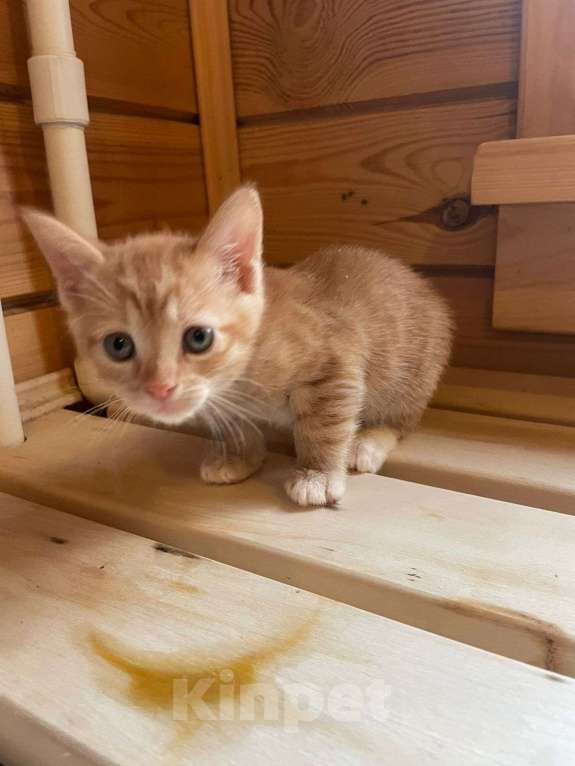 Кошки в Москве: Маленький котёнок Гномик а добрые руки  Мальчик, Бесплатно - фото 2