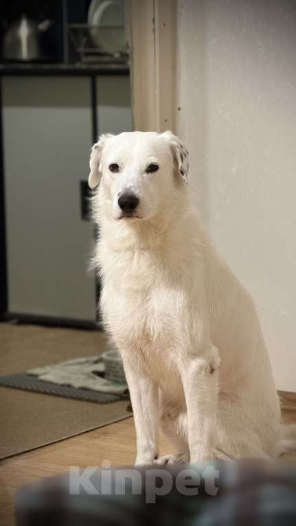 Собаки в Москве: В добрые руки Мальчик, Бесплатно - фото 2